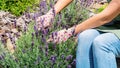 How to grow and take care of French lavender plant outdoors. Pruning lavender with a secateurs. A gardener in gloves and an apron Royalty Free Stock Photo