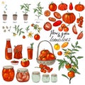 How to grow tomatoes. Isolated fresh vegetables, different sorts. Food made of tomatoes