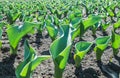 Early sprouts of tulips in a row on a garden bed on a sunny day Royalty Free Stock Photo