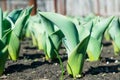 Early sprouts of tulips in a row on a garden bed on a sunny day Royalty Free Stock Photo