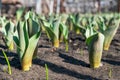 Early sprouts of tulips in a row on a garden bed on a sunny day Royalty Free Stock Photo