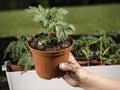 Grow your own tomatoes from seed - kids hand holding young tomato plant