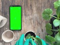 How to growing food at home on the terrace balcony. Woman hands plant young green plants of zucchini leaves young shoots of green Royalty Free Stock Photo