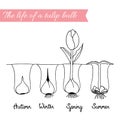 How to growing tulips Royalty Free Stock Photo