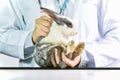 How to hold the rabbit pet correctly. Royalty Free Stock Photo