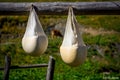 how to make cow cheese at the sheepfold21 Royalty Free Stock Photo