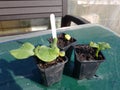 Pumpkin seedlings in the urban family garden, planting pumpkin seeds