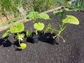 Pumpkin seedlings in the urban family garden, planting pumpkin seeds