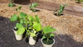 Pumpkin seedlings in the urban family garden, planting pumpkin seeds