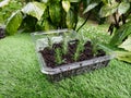 How to make recycled seedbeds, with cardboard or egg cups, other recycled materials Royalty Free Stock Photo