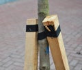 How to Plant a Tree Correctly with Two Stakes. Planting Trees in Autumn.