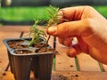 How to propagate rosemary