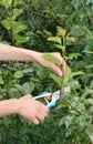 How to prune pear trees in summer