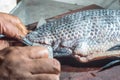 How to scrape tilapia fish using a knife,man wiping a fish on a wooden table Royalty Free Stock Photo