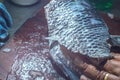 How to scrape tilapia fish using a knife,man wiping a fish on a wooden table Royalty Free Stock Photo