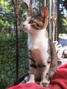 A rat-catcher kitten sits in an enclosure Royalty Free Stock Photo