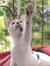 A white kitten looks up and reaches for a toy with its paw Royalty Free Stock Photo