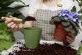 How to transplant house plants. The process of planting violets in pots Royalty Free Stock Photo