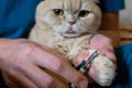 How to Trim Cat Claws. ÃÂ¡ats claw care, trimming. Hands scissors claws in man hand and Scottish Fold cat, doctor shearing close-up Royalty Free Stock Photo