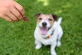 How to use dog treats for training, bonding and rewarding Royalty Free Stock Photo