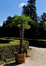 Howea belmoreana, the curly palm, kentia palm, or Belmore sentry palm,