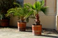 Howea belmoreana, the curly palm, kentia palm, or Belmore sentry palm, is a species of flowering plant, in wooden flower pot. cast