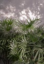 Howea forsteriana tree with light and shadows on a white concrete wall texture for background. Nature shadows art on wall