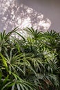 Howea forsteriana tree with light and shadows on a white concrete wall texture for background. Nature shadows art on wall