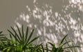 Howea forsteriana tree with light and shadows on a white wall