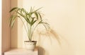 Howea houseplant in flower pot on wooden shelf with shadows on beige wall. Trend monochrome minimal floral design Royalty Free Stock Photo