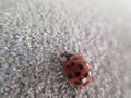 Ladybird close-up on the wall