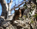 Owl resting at daylight, Kirindy Forest, Morondava, Madagascar Royalty Free Stock Photo