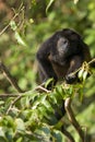 Howler monkey Royalty Free Stock Photo
