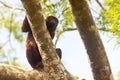 Howler monkey Alouatta Seniculus Royalty Free Stock Photo