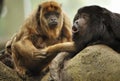 Howler monkey and brood