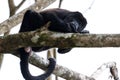 Howler monkey in Costa Rica Royalty Free Stock Photo
