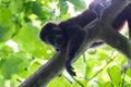 Howler monkey in Costa Rica Royalty Free Stock Photo