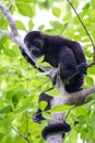 Howler monkey in Costa Rica Royalty Free Stock Photo