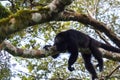 Howler monkey in the forest above ruins of the ancient Mayan town