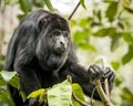 Howler Monkey In Forest Royalty Free Stock Photo