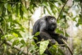 Howler Monkey In Forest Royalty Free Stock Photo