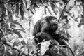 Howler Monkey In Forest Black and White Royalty Free Stock Photo