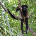 Howler monkey hanging from tree