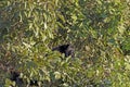 Howler Monkey Hooting From the Trees Royalty Free Stock Photo