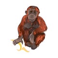 Howler monkey cute animal with yellow fresh banana