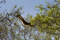 Howler monkey in pantanal, Brazil Royalty Free Stock Photo