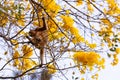 A howler monkey perched on a yellow ipe. Royalty Free Stock Photo