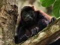 Howler Monkey Portrait Royalty Free Stock Photo