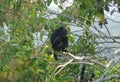 A howler monkey rest over a branch in front of Can Royalty Free Stock Photo