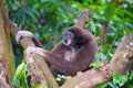 Howler Monkey sits in a tree in a park hanging on and letting out its loud call to his other monkeys. Royalty Free Stock Photo